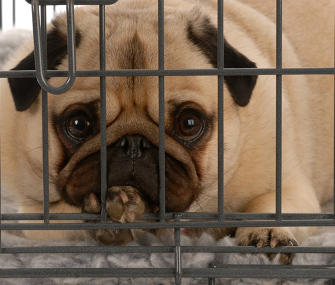dog hates crate dog hates crate